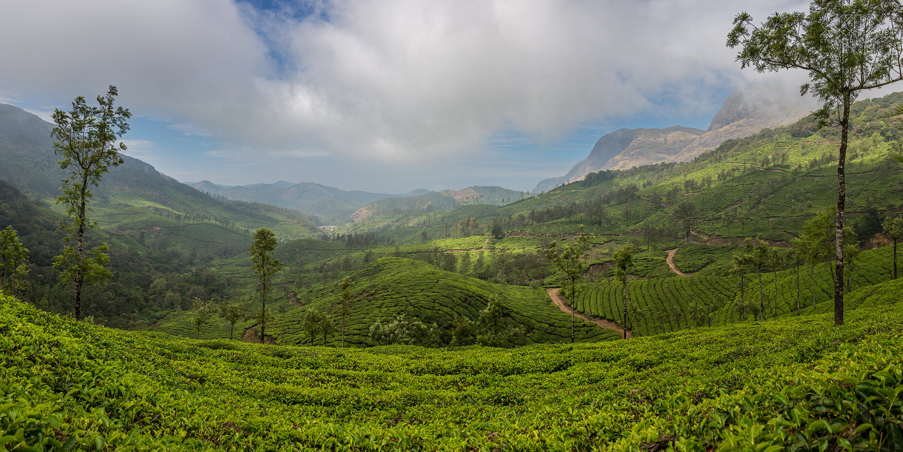 Munnar - Theevelden Gelegen aan de samenvloeiing van drie bergrivieren, op een hoogte van 1600 meter boven de zeespiegel ligt Munnar. Het stadje is een van de belangrijkste centra van de thee-industrie van de deelstaat Kerala. Met zijn betoverende landschappen met uitgestrekte theeplantages, koloniale bungalows, beekjes en watervallen, is Munnar een populaire toeristische bestemming. Vroeger werd dit 'hill station' vooral door de Britse kolonisten als zomeroord gebruikt om te ontsnappen aan de hitte van de lager gelegen gebieden. Het aangenaam koele klimaat is zeer geschikt voor het verbouwen van specerijen‚ koffie en thee. Stefan Cruysberghs